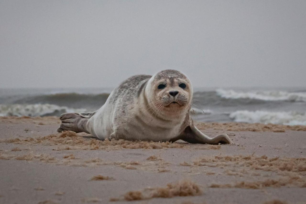 Strandhotel Camperduin Schoorl Bagian luar foto
